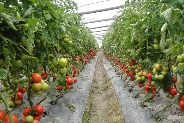 西红柿烂果的处理方法和要点？处理西红柿烂果需掌握哪些关键步骤？插图6