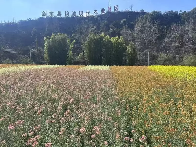 会东中和村:农文旅融合,绘就乡村振兴绚丽画卷插图2 会东中和村:农文旅融合,绘就乡村振兴绚丽画卷插图2