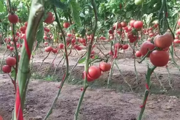 西红柿施肥的注意事项和要点?西红柿施肥需关注哪些关键问题?插图1 西红柿施肥的注意事项和要点?西红柿施肥需关注哪些关键问题?插图1