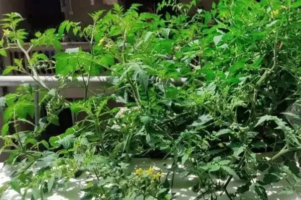 图片[2]-西红柿苗打枝的方法和要点？给西红柿苗打枝需掌握哪些关键技巧？-会东网