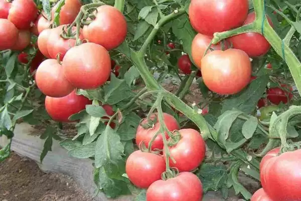 西红柿追施肥的方法和要点?给西红柿追肥需掌握哪些关键技巧?插图1 西红柿追施肥的方法和要点?给西红柿追肥需掌握哪些关键技巧?插图1