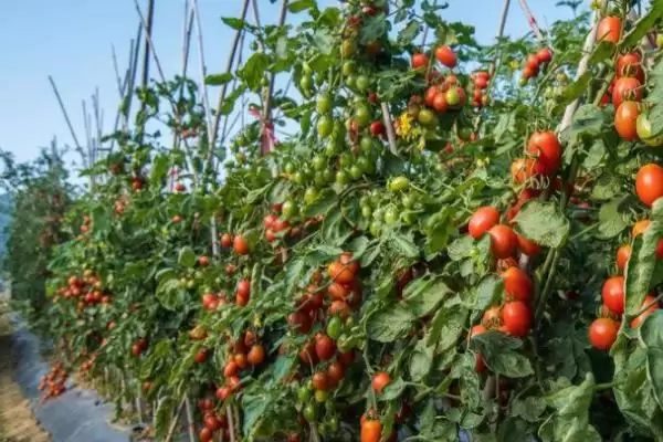 西红柿细菌性病害的症状和要点？判断西红柿细菌性病害需注意什么？插图5