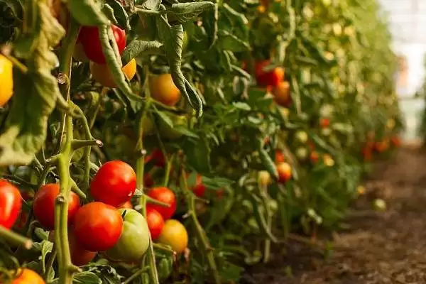 西红柿烂果的处理方法和要点？处理西红柿烂果需掌握哪些关键步骤？插图5