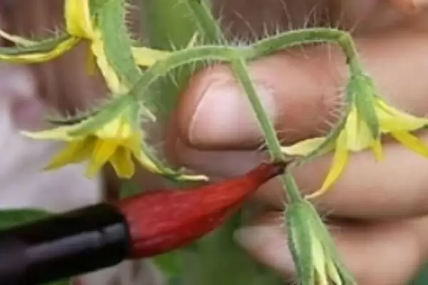 选择番茄品种的方法和重点？选择番茄品种要做好哪些细节？插图6