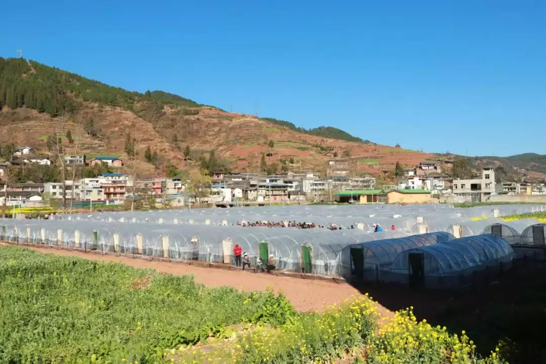 会东:以精细化育苗,推动烟草产业高质量发展-会东网