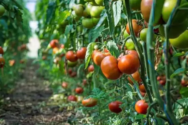 西红柿细菌性病害的症状和要点？判断西红柿细菌性病害需注意什么？插图10