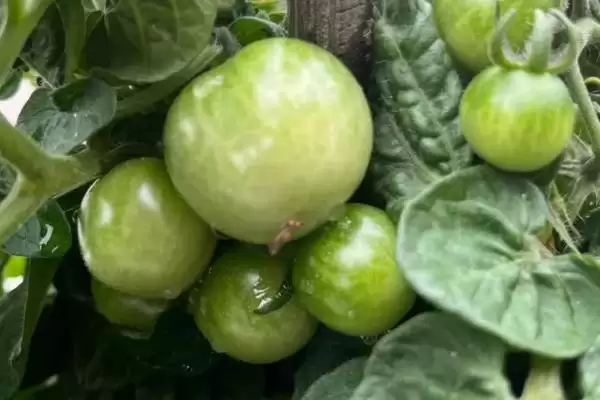 延长番茄结果的方法和重点？延长番茄结果要做好哪些细节？插图2