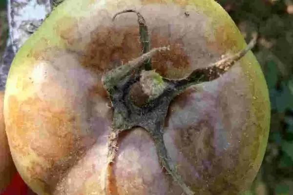 西红柿底部发黑腐烂的原因和防治要点？防治西红柿底部病害需注意什么？插图5