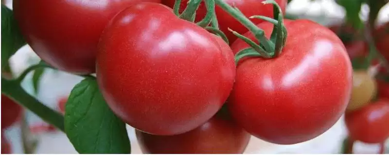 选择番茄品种的方法和重点？选择番茄品种要做好哪些细节？-会东网