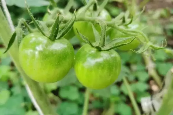 延长番茄结果的方法和重点？延长番茄结果要做好哪些细节？插图1