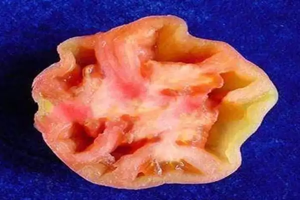 西红柿是否容易出现病害的要点和分析？分析西红柿病害情况需关注什么？插图1