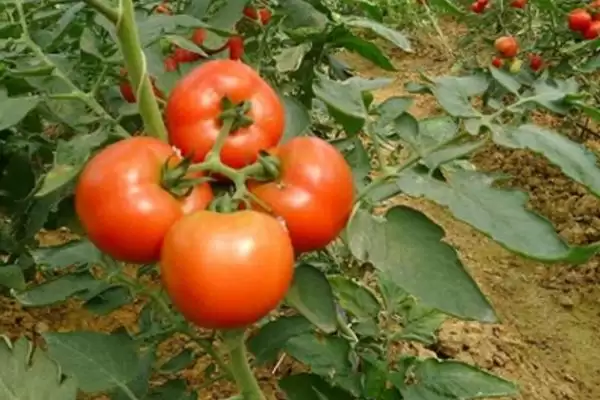 选择番茄品种的方法和重点？选择番茄品种要做好哪些细节？插图3