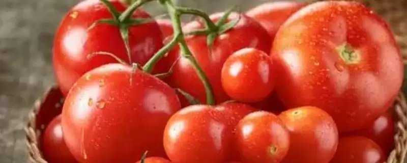 西红柿底部发黑腐烂的原因和防治要点？防治西红柿底部病害需注意什么？-会东网