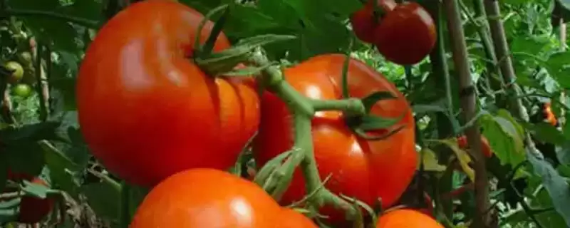 西红柿是否容易出现病害的要点和分析？分析西红柿病害情况需关注什么？-会东网