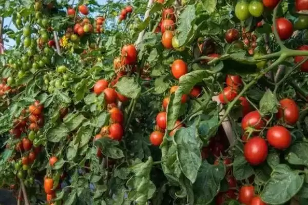 如何预防番茄空洞果？种植番茄预防空洞果要运用哪些预防方法？插图3