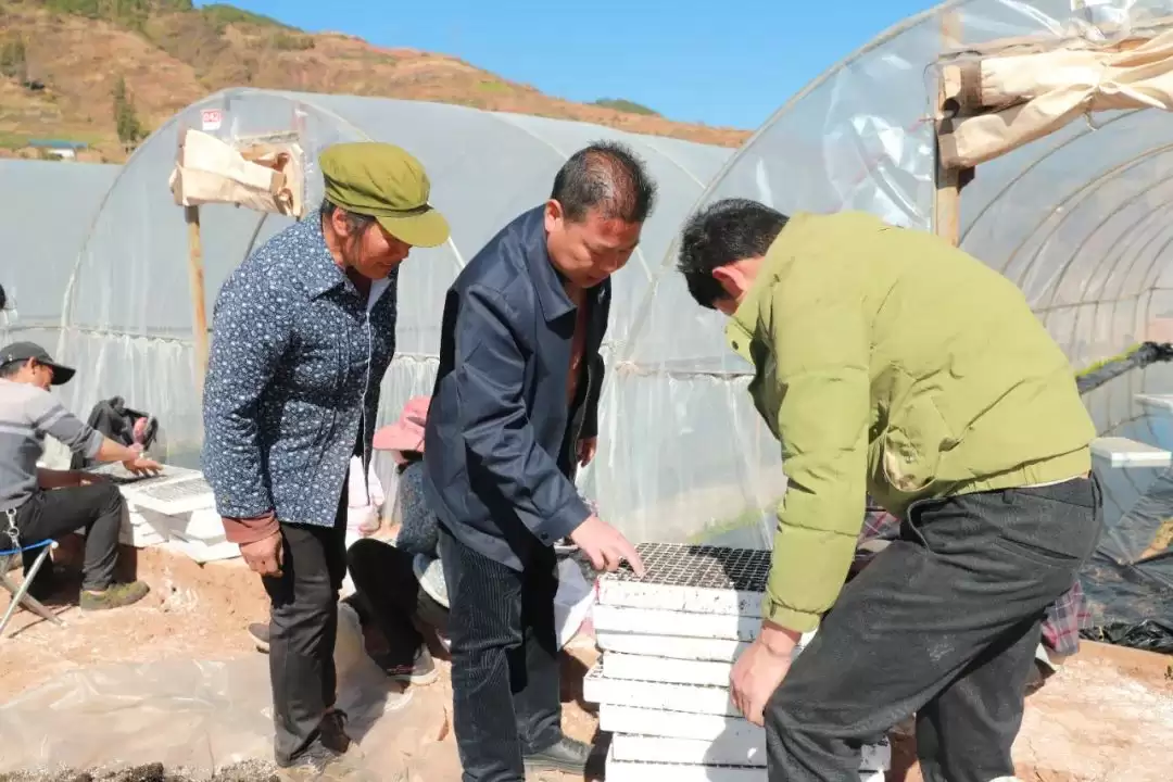 会东：以精细化育苗，推动烟草产业高质量发展插图3