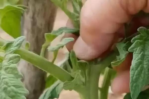 西红柿剪枝的方法和要点？给西红柿剪枝需掌握哪些关键技巧？插图3