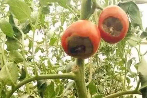 西红柿细菌性病害的症状和要点？判断西红柿细菌性病害需注意什么？插图9