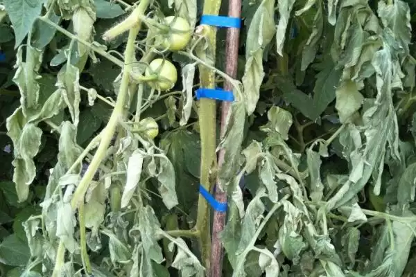 西红柿是否容易出现病害的要点和分析？分析西红柿病害情况需关注什么？插图5