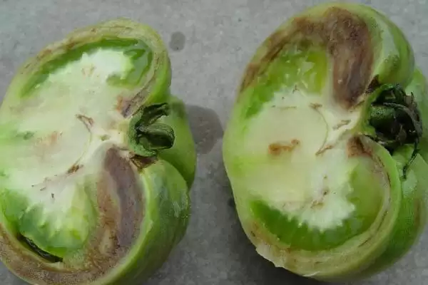 西红柿底部发黑腐烂的原因和防治要点？防治西红柿底部病害需注意什么？插图2