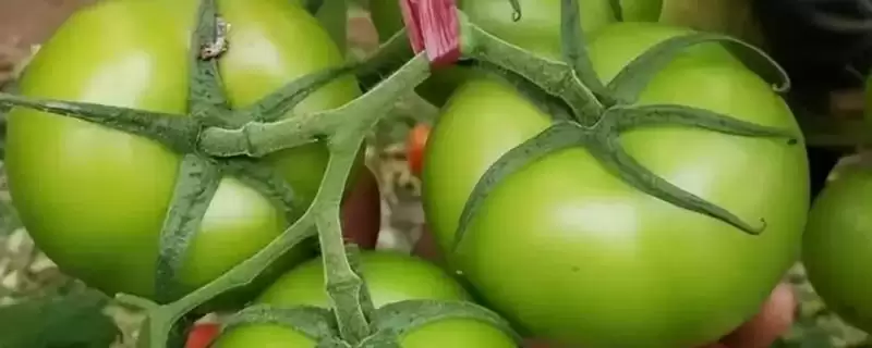 如何预防番茄空洞果？种植番茄预防空洞果要运用哪些预防方法？-会东网