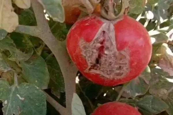 西红柿细菌性病害的症状和要点？判断西红柿细菌性病害需注意什么？插图8