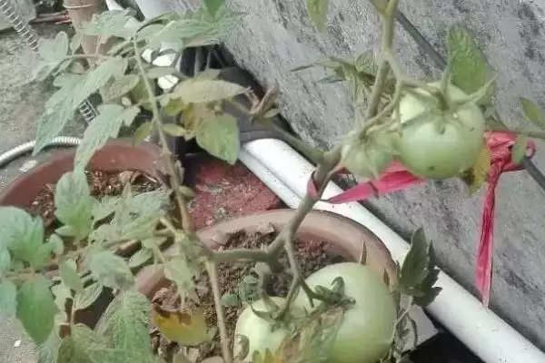 西红柿底部发黑腐烂的原因和防治要点？防治西红柿底部病害需注意什么？插图3