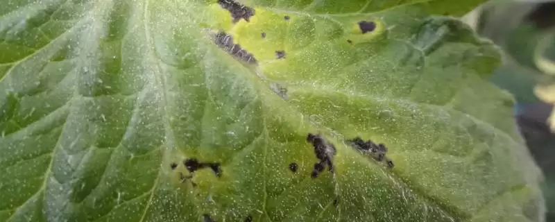 西红柿细菌性病害的症状和要点？判断西红柿细菌性病害需注意什么？-会东网