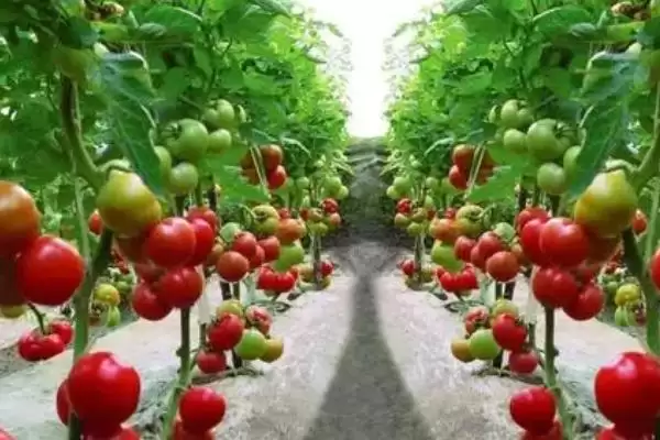 西红柿追施肥的方法和要点?给西红柿追肥需掌握哪些关键技巧?插图3 西红柿追施肥的方法和要点?给西红柿追肥需掌握哪些关键技巧?插图3