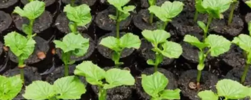 苦瓜的种植方法 ,苦瓜在什么样的土地种植为宜呢?-会东网