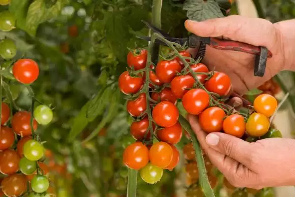选择番茄品种的方法和重点？选择番茄品种要做好哪些细节？插图2