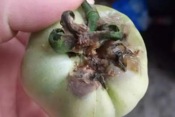 西红柿烂果的处理方法和要点？处理西红柿烂果需掌握哪些关键步骤？插图1