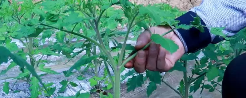 西红柿剪枝的方法和要点？给西红柿剪枝需掌握哪些关键技巧？-会东网