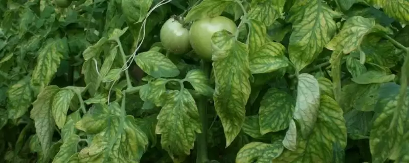 西红柿缺镁的症状和要点？判断西红柿缺镁需关注哪些关键表现？-会东网