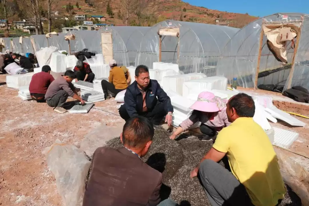 会东：以精细化育苗，推动烟草产业高质量发展插图5