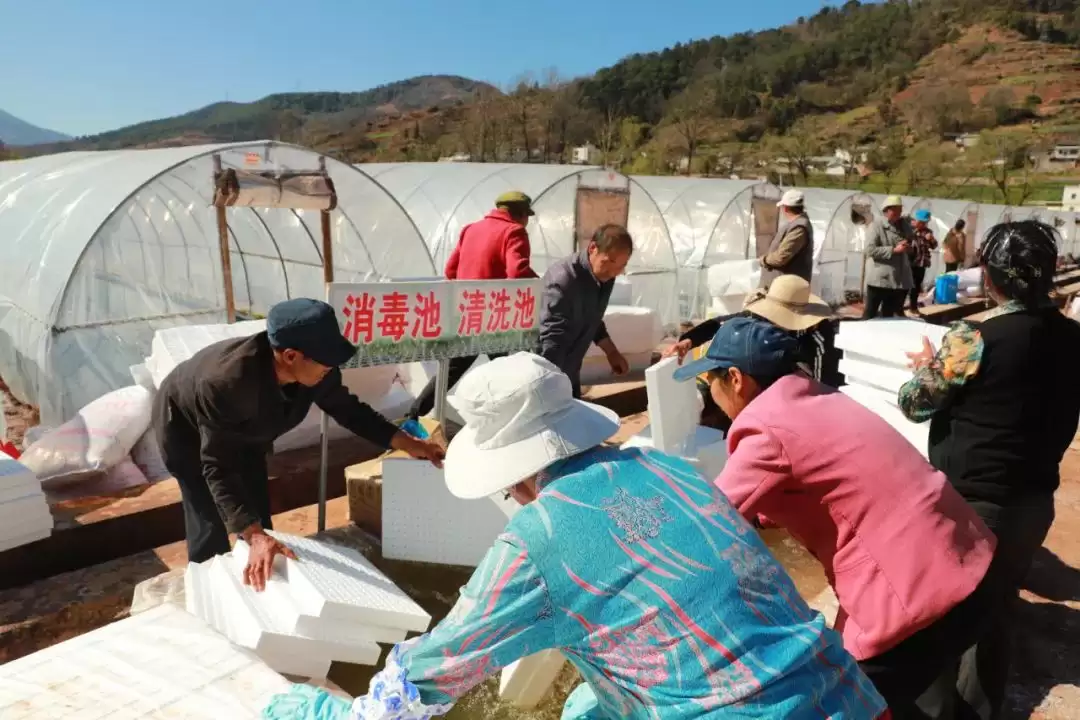 会东：以精细化育苗，推动烟草产业高质量发展插图1