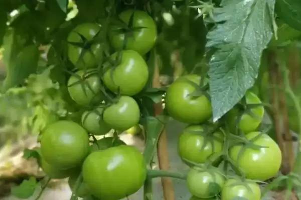 西红柿施肥的注意事项和要点?西红柿施肥需关注哪些关键问题?插图2 西红柿施肥的注意事项和要点?西红柿施肥需关注哪些关键问题?插图2