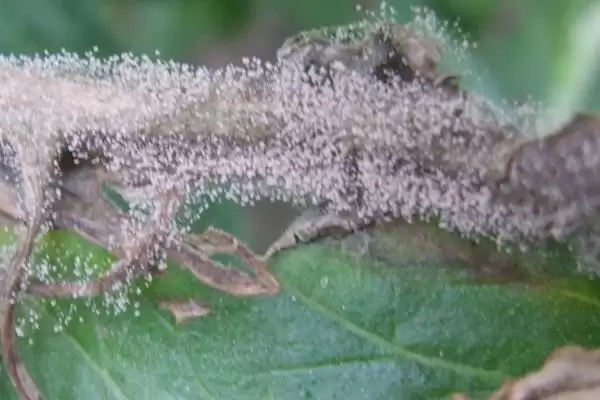 西红柿是否容易出现病害的要点和分析？分析西红柿病害情况需关注什么？插图4