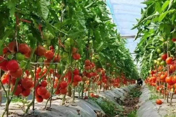 西红柿的基本介绍和要点？了解西红柿需关注哪些关键信息？插图2