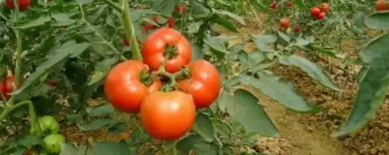 西红柿露地种植的方法和要点？露地种植西红柿要掌握哪些关键技术？-会东网