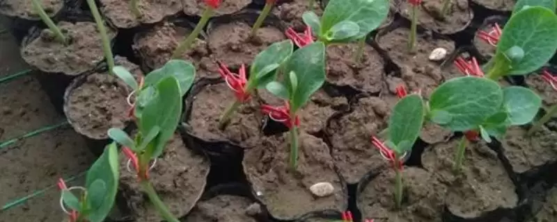 嫁接西瓜苗的新方法 ,嫁接西瓜苗有怎样的新方法？-会东网