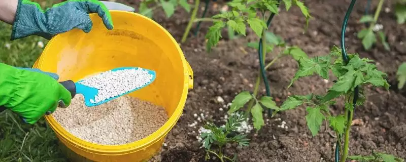 西红柿追施肥的方法和要点？给西红柿追肥需掌握哪些关键技巧？-会东网