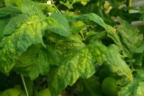 西红柿缺镁的症状和要点？判断西红柿缺镁需关注哪些关键表现？插图1