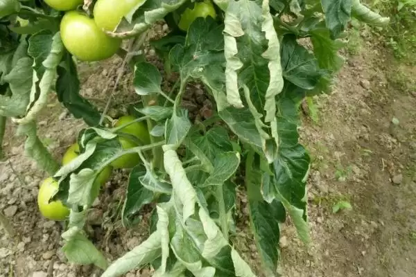 西红柿卷叶的原因和解决要点？解决西红柿卷叶问题需注意什么？插图1