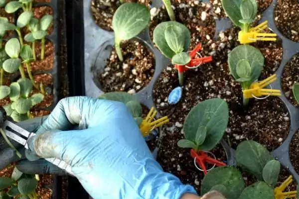 嫁接西瓜苗的新方法 ,嫁接西瓜苗有怎样的新方法？插图1