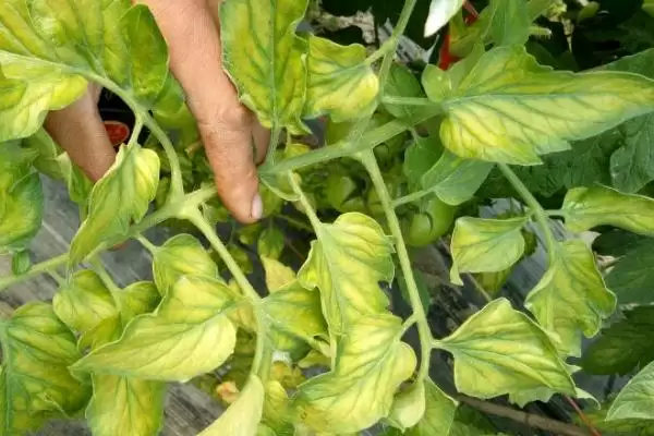 西红柿缺素的症状和要点？判断西红柿缺素需关注哪些关键特征？插图1