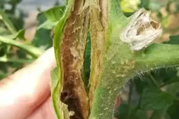 西红柿细菌性病害的症状和要点？判断西红柿细菌性病害需注意什么？插图3