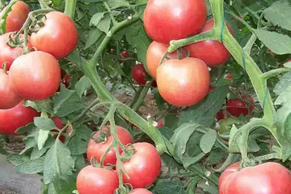 西红柿的基本介绍和要点？了解西红柿需关注哪些关键信息？插图4