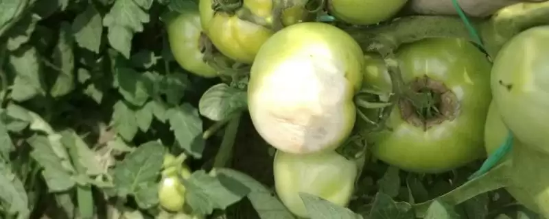 西红柿烂果的处理方法和要点？处理西红柿烂果需掌握哪些关键步骤？-会东网