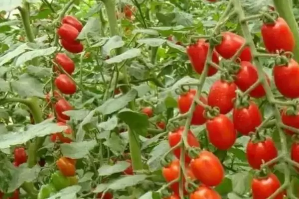 西红柿浇水的方法和要点?给西红柿浇水需掌握哪些关键技巧?插图4 西红柿浇水的方法和要点?给西红柿浇水需掌握哪些关键技巧?插图4